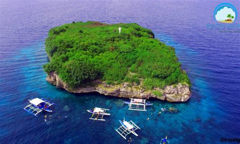 millionaire sardines|Cebu Moalboal Island Hopping .